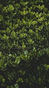 Preview wallpaper grass, leaves, bush, focus