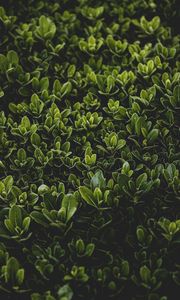 Preview wallpaper grass, leaves, bush, focus