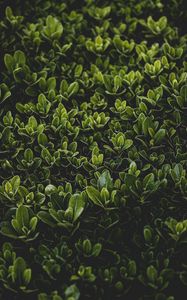 Preview wallpaper grass, leaves, bush, focus