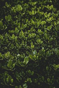 Preview wallpaper grass, leaves, bush, focus