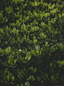 Preview wallpaper grass, leaves, bush, focus