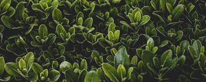 Preview wallpaper grass, leaves, bush, focus