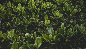 Preview wallpaper grass, leaves, bush, focus