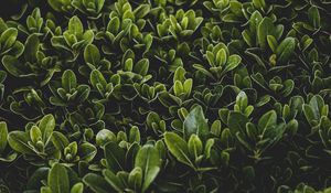 Preview wallpaper grass, leaves, bush, focus