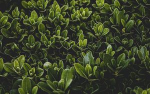 Preview wallpaper grass, leaves, bush, focus