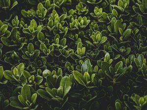 Preview wallpaper grass, leaves, bush, focus
