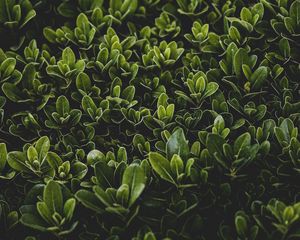 Preview wallpaper grass, leaves, bush, focus