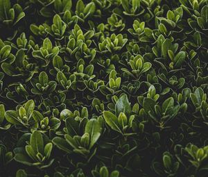 Preview wallpaper grass, leaves, bush, focus