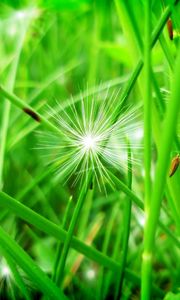 Preview wallpaper grass, leaves, dandelion, seeds