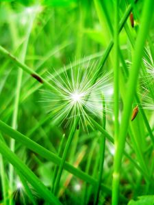 Preview wallpaper grass, leaves, dandelion, seeds