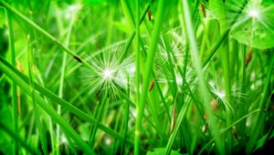 Preview wallpaper grass, leaves, dandelion, seeds