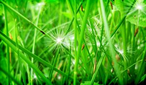 Preview wallpaper grass, leaves, dandelion, seeds