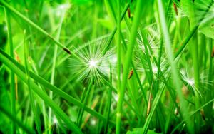 Preview wallpaper grass, leaves, dandelion, seeds