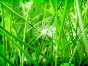 Preview wallpaper grass, leaves, dandelion, seeds