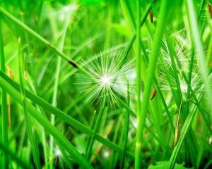 Preview wallpaper grass, leaves, dandelion, seeds