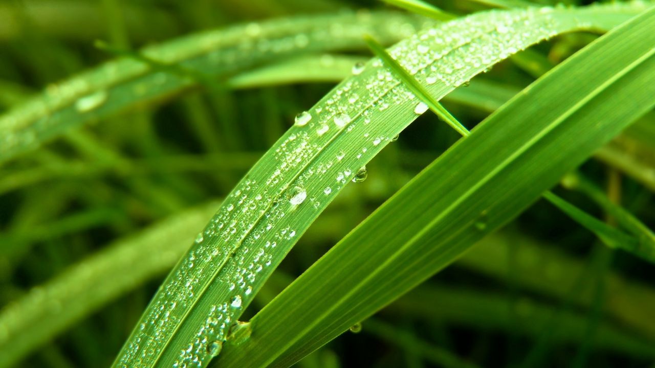 Wallpaper grass, leaves, dew