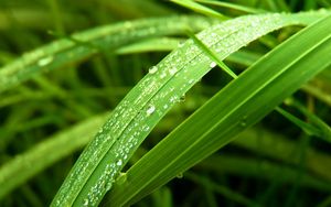 Preview wallpaper grass, leaves, dew