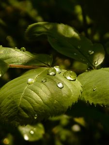 Preview wallpaper grass, leaves, drop, shadow, shape, plant