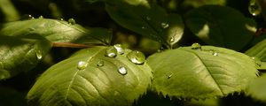 Preview wallpaper grass, leaves, drop, shadow, shape, plant