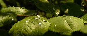 Preview wallpaper grass, leaves, drop, shadow, shape, plant