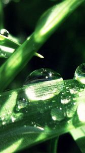 Preview wallpaper grass, leaves, drops, dew