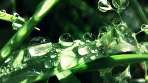 Preview wallpaper grass, leaves, drops, dew