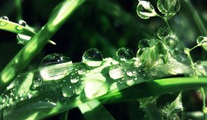 Preview wallpaper grass, leaves, drops, dew