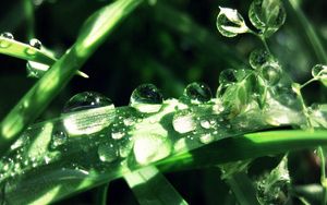 Preview wallpaper grass, leaves, drops, dew