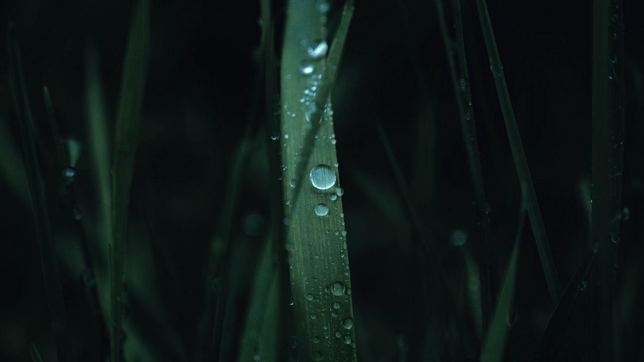 Wallpaper grass, leaves, drops, macro