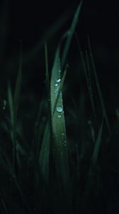 Preview wallpaper grass, leaves, drops, macro