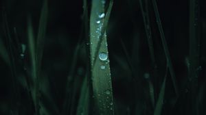Preview wallpaper grass, leaves, drops, macro