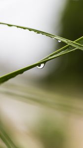 Preview wallpaper grass, leaves, drops, blur, macro, green