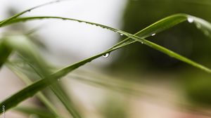 Preview wallpaper grass, leaves, drops, blur, macro, green