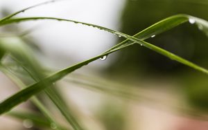 Preview wallpaper grass, leaves, drops, blur, macro, green