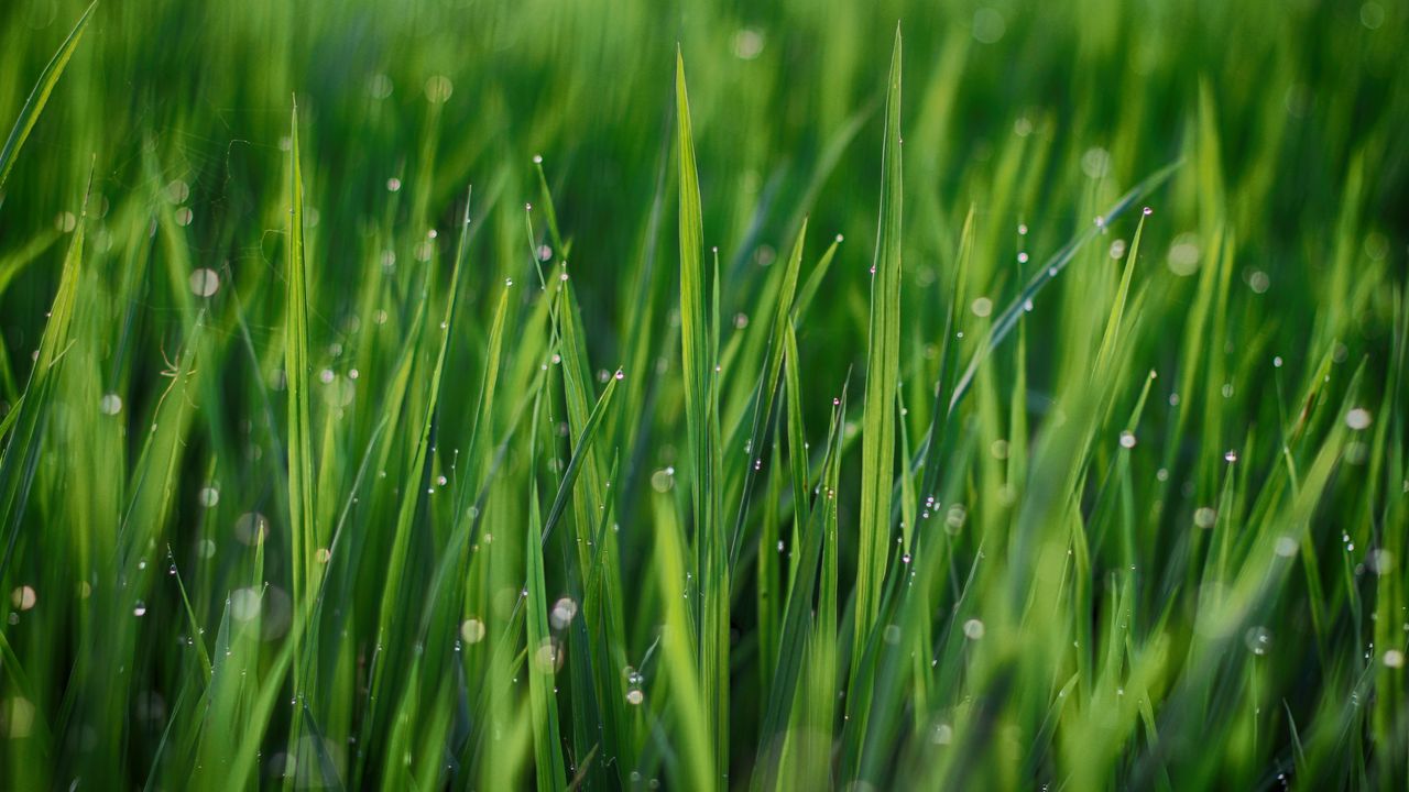 Wallpaper grass, leaves, drops, green, macro hd, picture, image