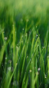Preview wallpaper grass, leaves, drops, green, macro