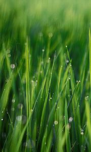 Preview wallpaper grass, leaves, drops, green, macro