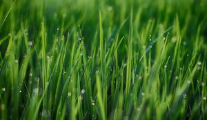 Preview wallpaper grass, leaves, drops, green, macro