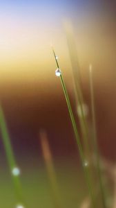Preview wallpaper grass, leaves, drops, background, blur, spot