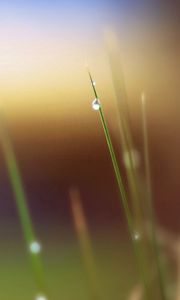 Preview wallpaper grass, leaves, drops, background, blur, spot