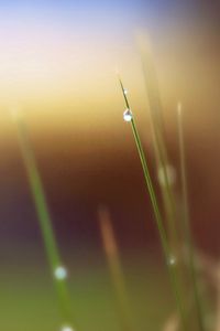 Preview wallpaper grass, leaves, drops, background, blur, spot