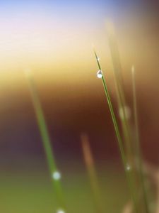 Preview wallpaper grass, leaves, drops, background, blur, spot