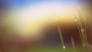 Preview wallpaper grass, leaves, drops, background, blur, spot