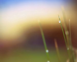 Preview wallpaper grass, leaves, drops, background, blur, spot