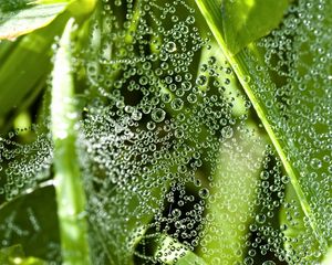 Preview wallpaper grass, leaves, drops, dew, spider webs