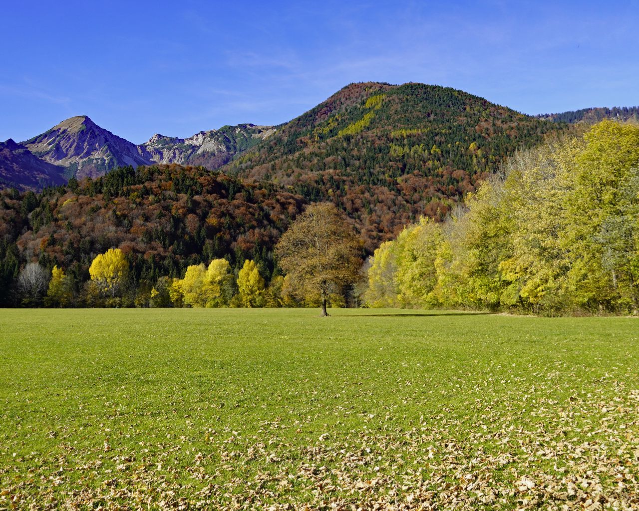 Standard mountain. Гора листьев. Обои на рабочий стол вылущить.