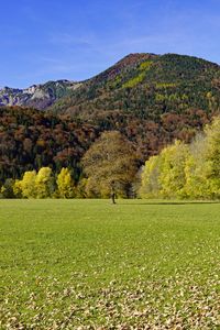 Preview wallpaper grass, leaves, dry, trees, mountains