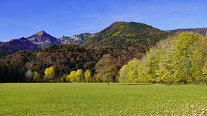 Preview wallpaper grass, leaves, dry, trees, mountains