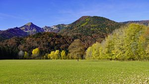 Preview wallpaper grass, leaves, dry, trees, mountains