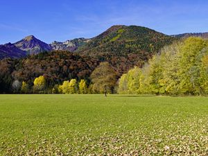 Preview wallpaper grass, leaves, dry, trees, mountains